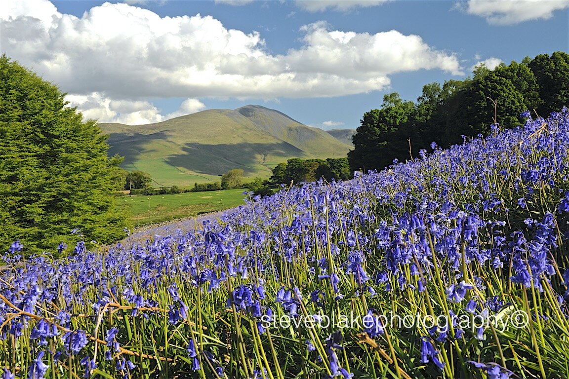 Skiddaw and Ullock Pike - with Uldale bluebells.jpeg