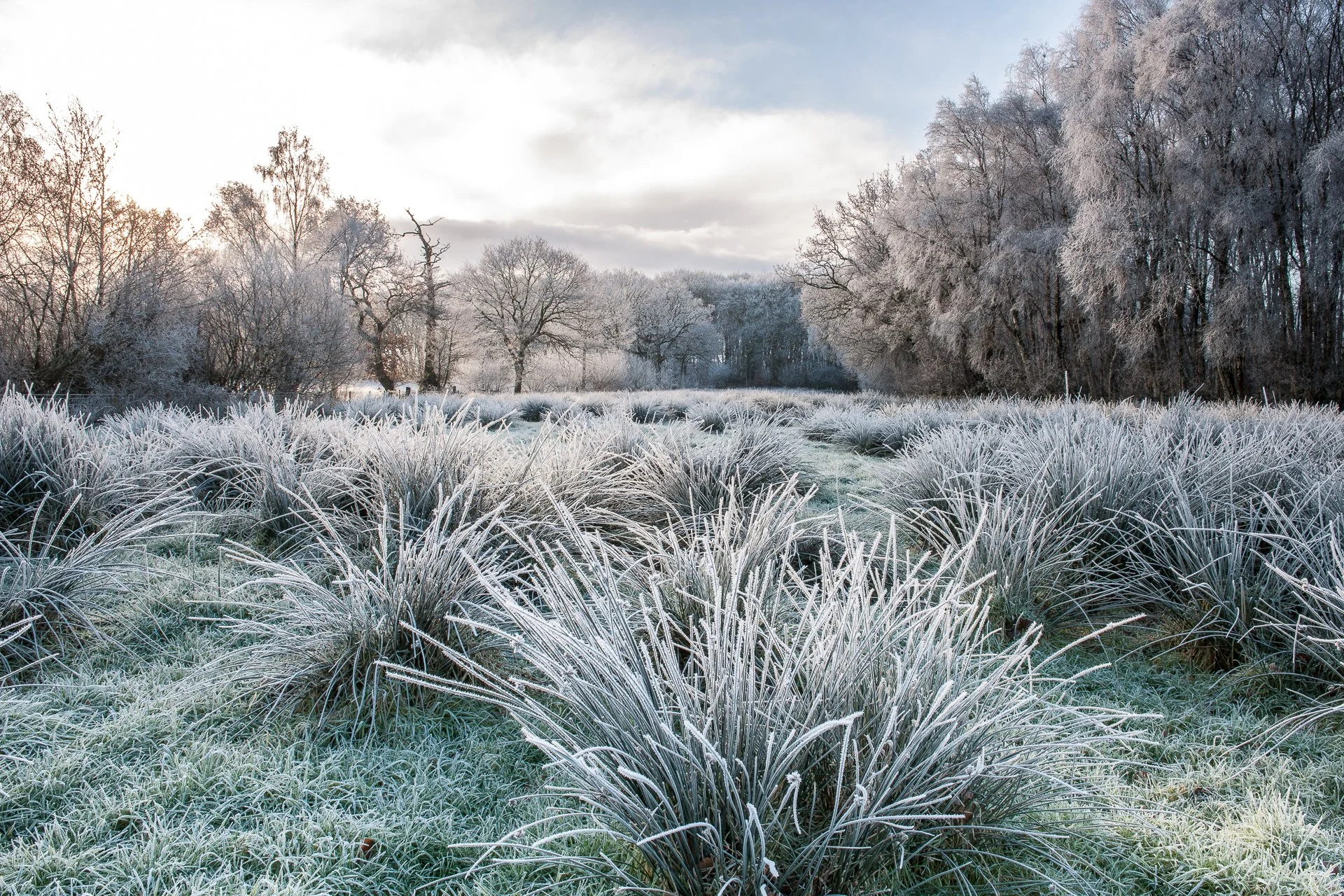 Winter sunrise, Finglandrigg Woods, Cumbria