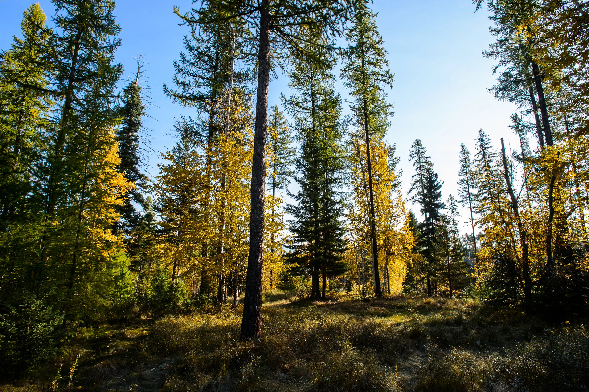 Tamarack Ridge 2.jpg