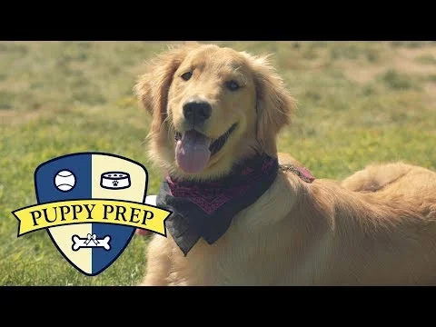 Meet The Puppies Training To Be Service Dogs // Ep.01