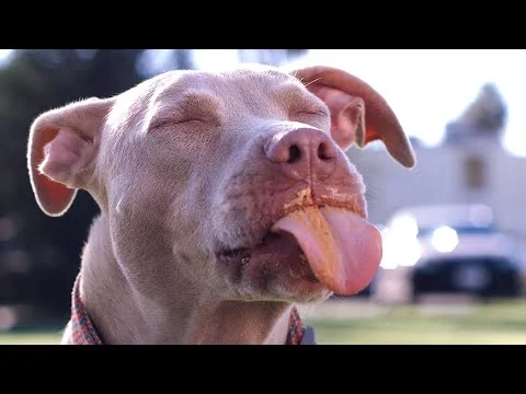 Dogs Vs. Peanut Butter