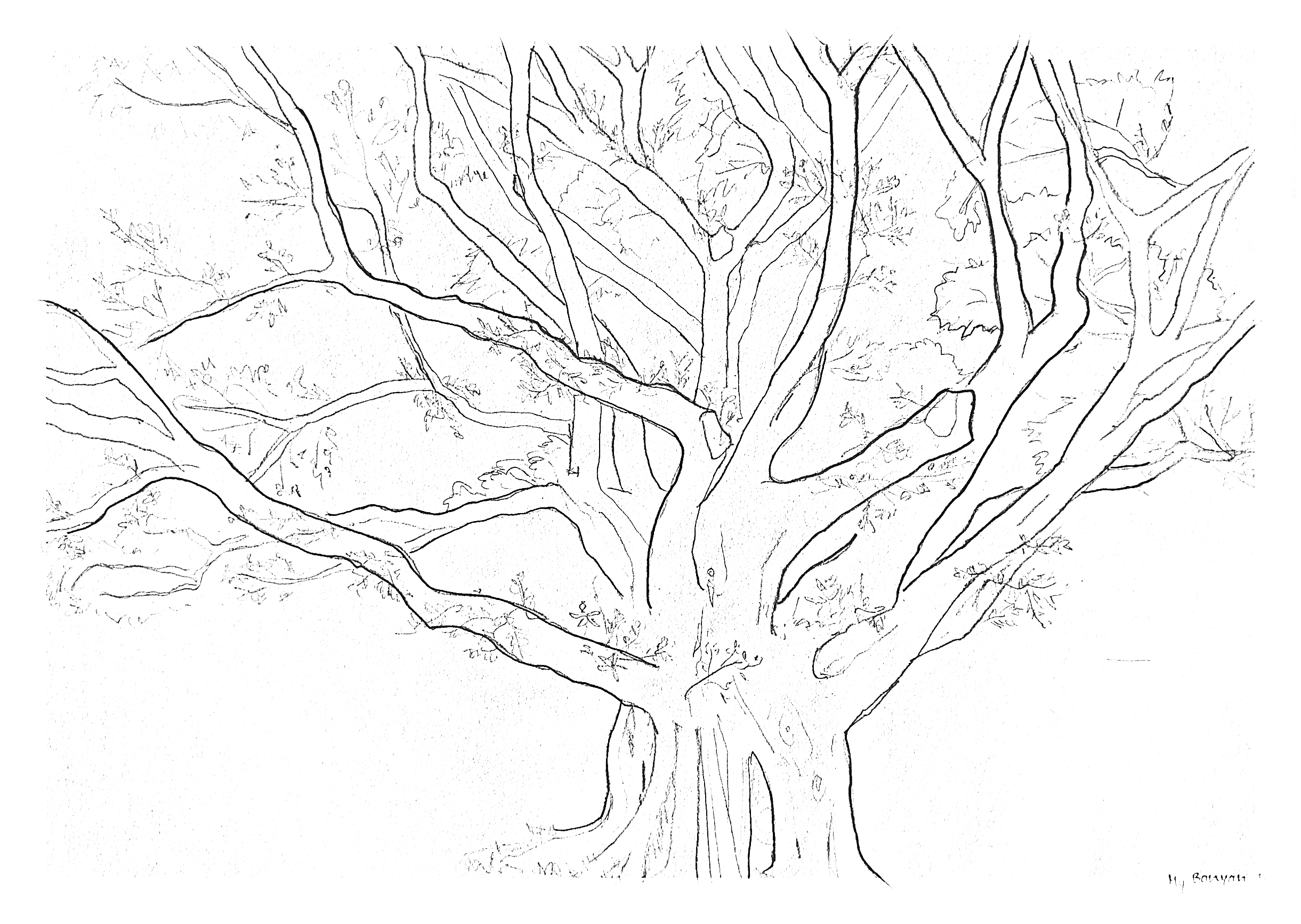 My Banyan Tree, Oahu. 2020/06/20