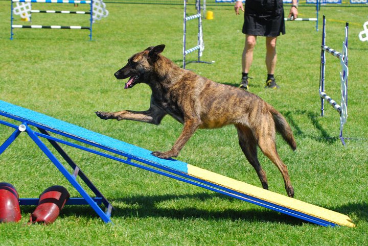 TRAINING CLASSES We offer beginner, intermediate, and advanced agility classes. Learn more .