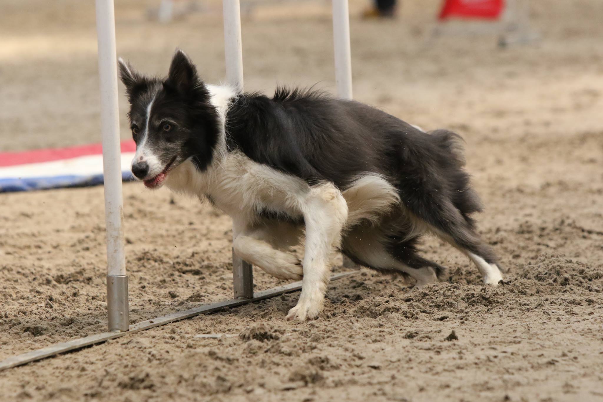   Agili-junkie    (noun)   A person who is obsessed and/or addicted to watching and/or doing dog agility. 