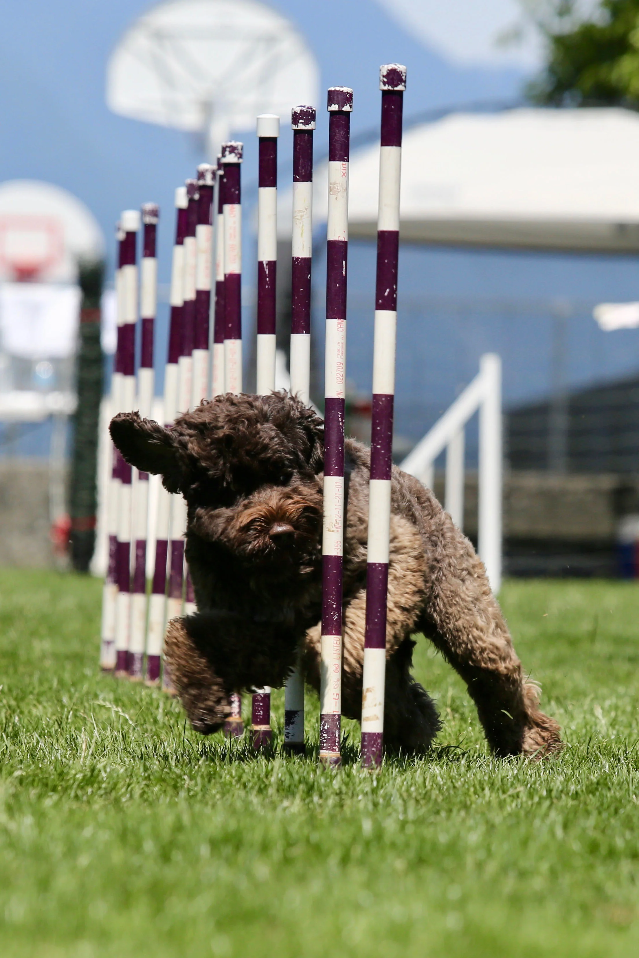 TRAINING CLASSES We offer beginner, intermediate, and advanced agility classes. Learn more .