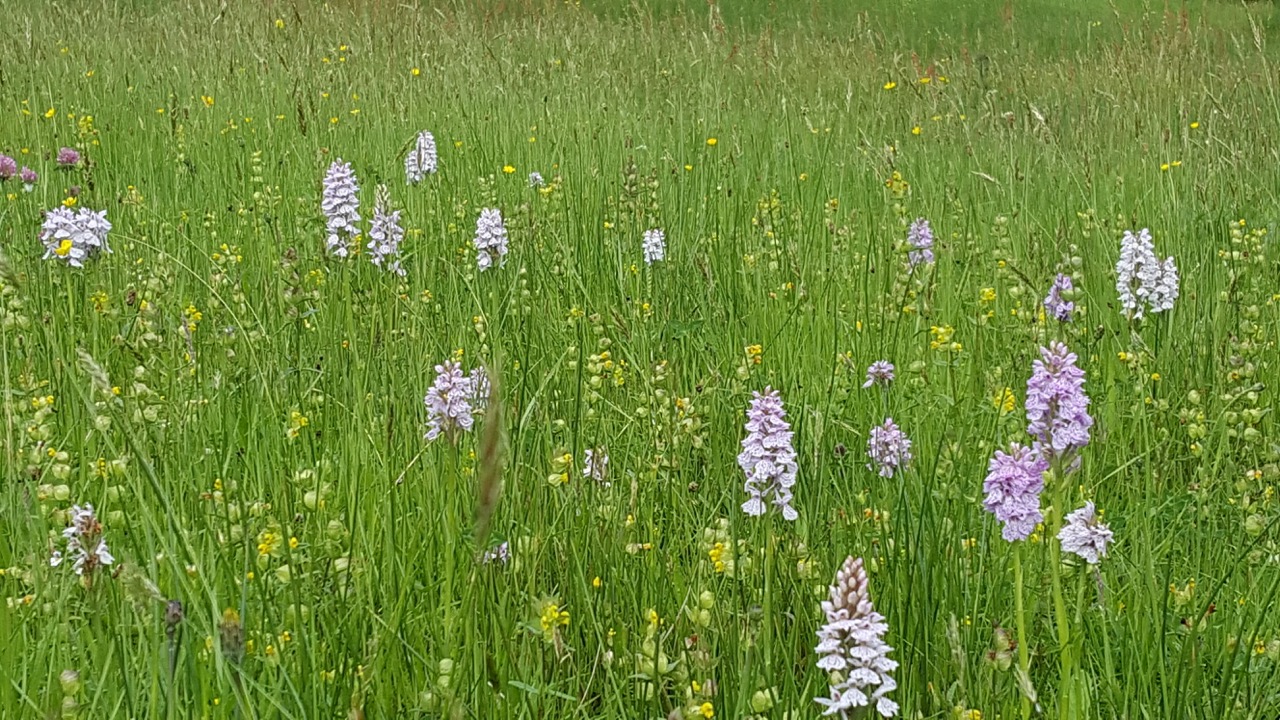 Pasture_20170604_090436.jpeg