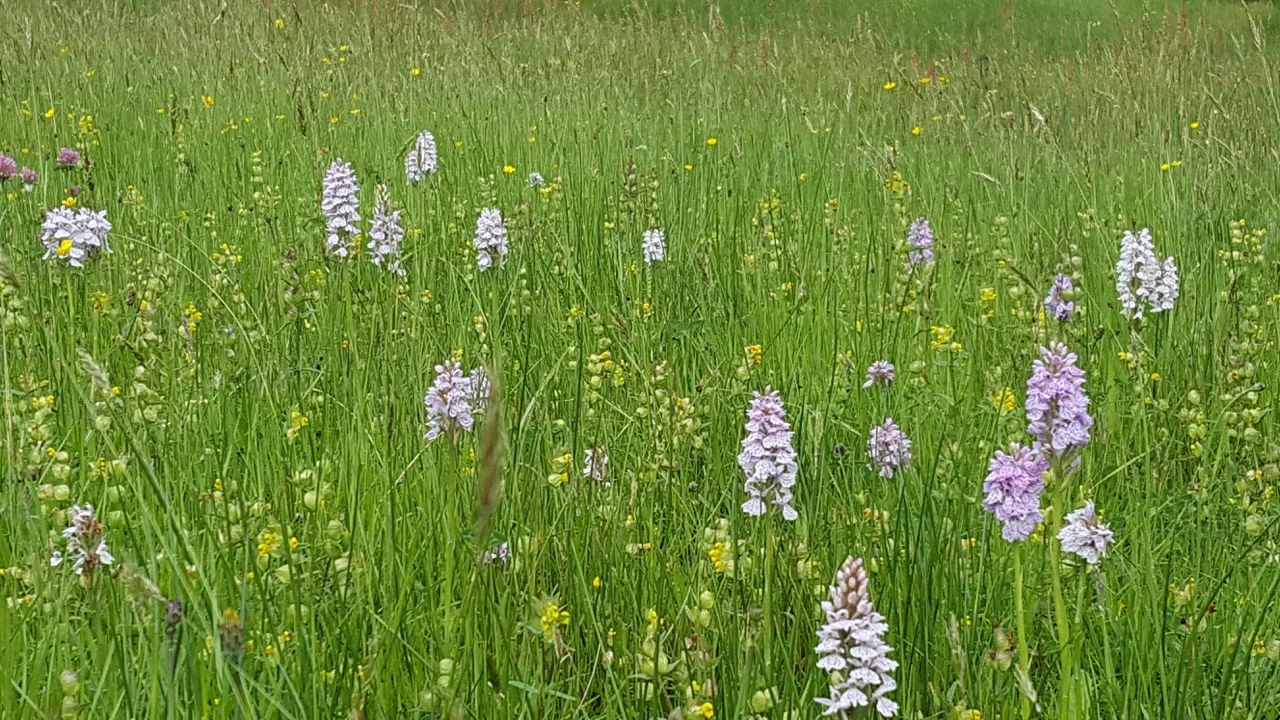 Pasture_20170604_090436.jpeg