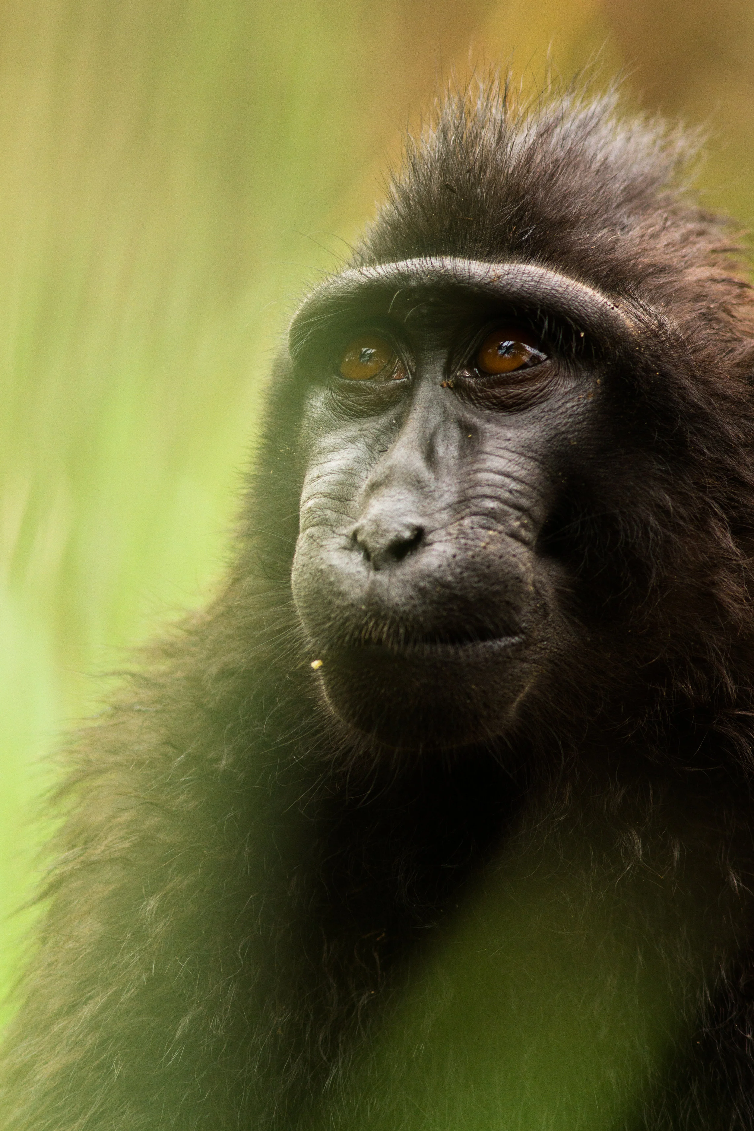 Black Crested Macaque, Sulawesi, Indonesia