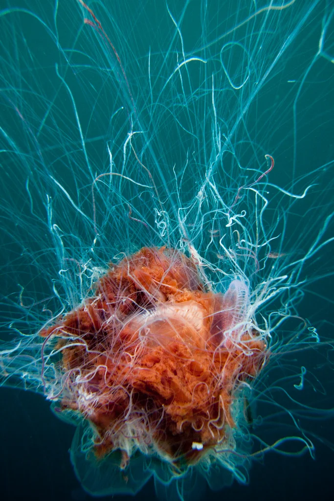 Lions Mane Jellyfish, Coll