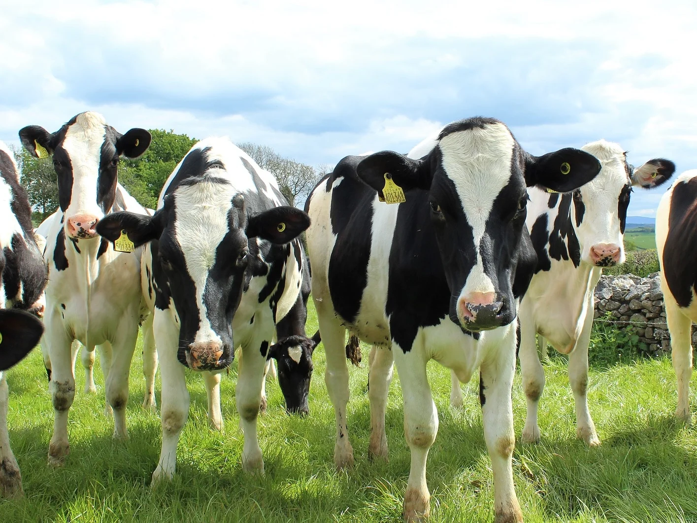 holstein-cattle-2318436_1920 copy.jpg