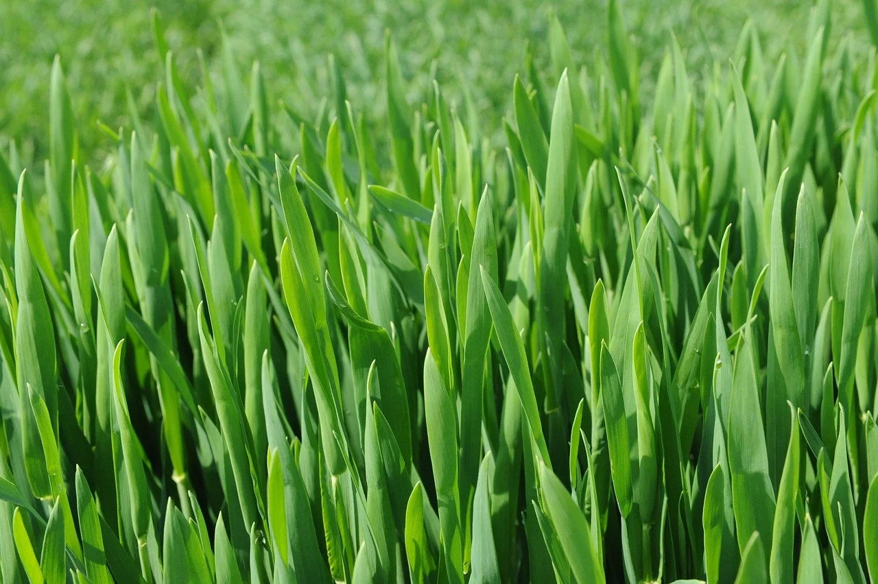 Thinking About Soil Carbon Contracts? 