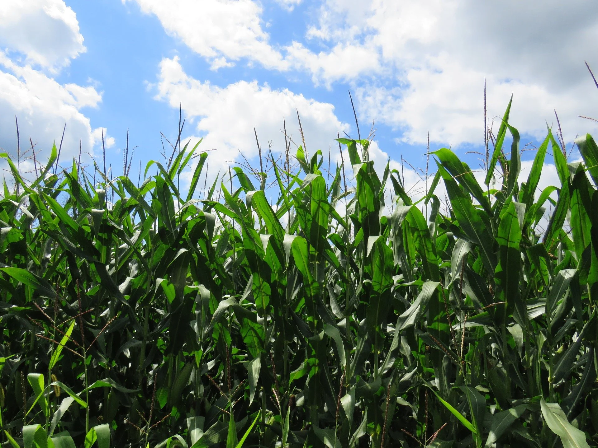 National Corn Growers Association and Ag Data Transparent Launch New Carbon Transparency Project