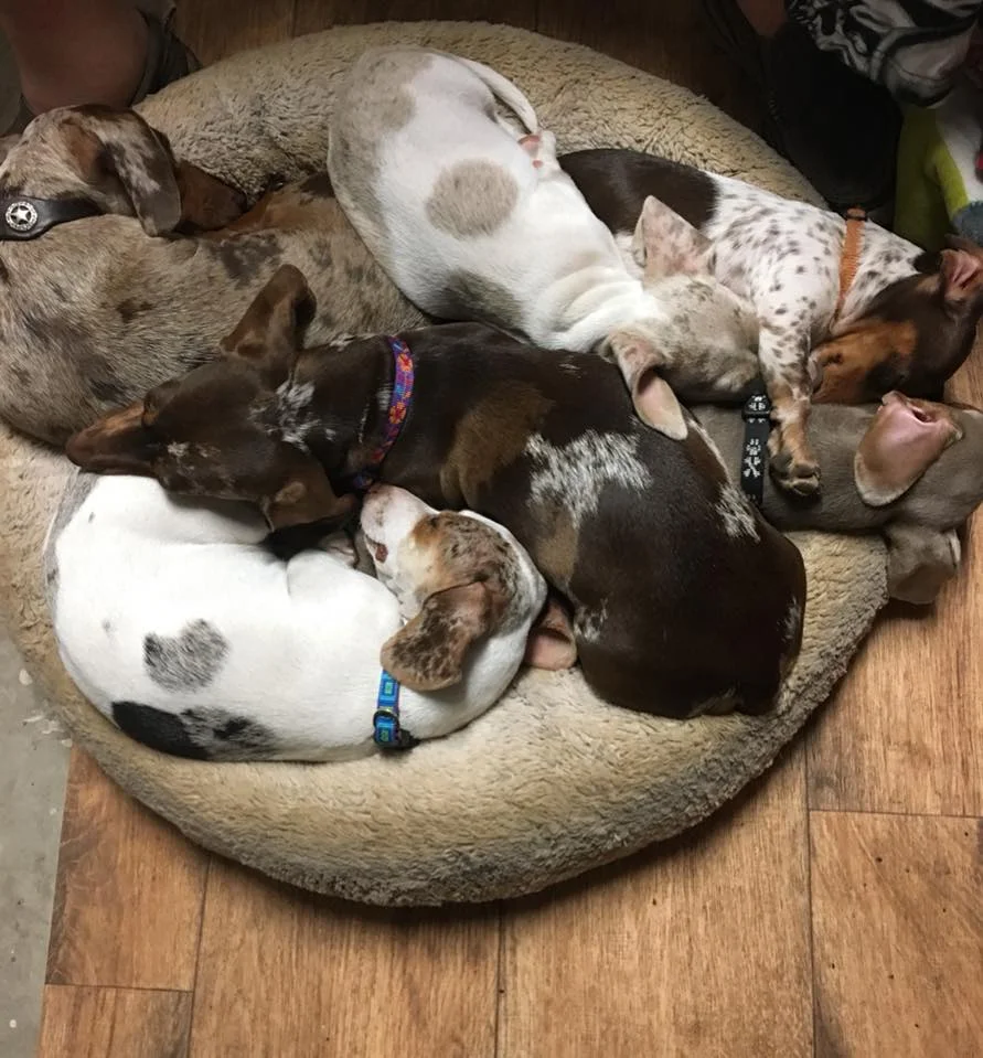 Naptime at Dachshunds Unlimited