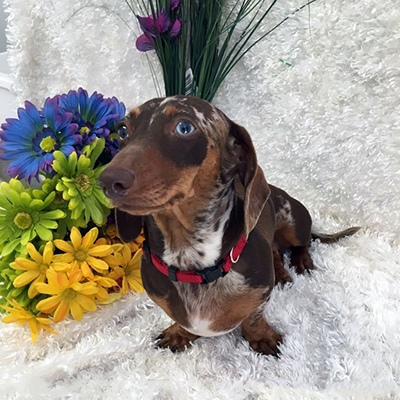 Dachshund Unlimited's AKC Bailey