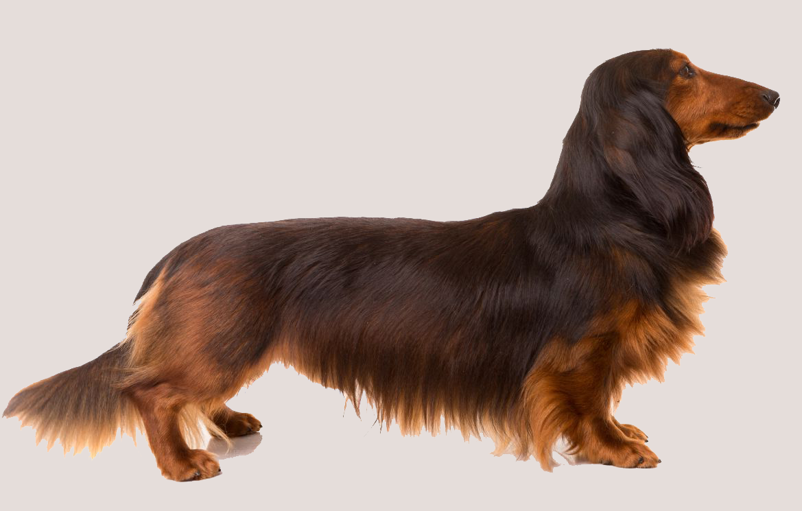 Dachshund with Sable Markings.png