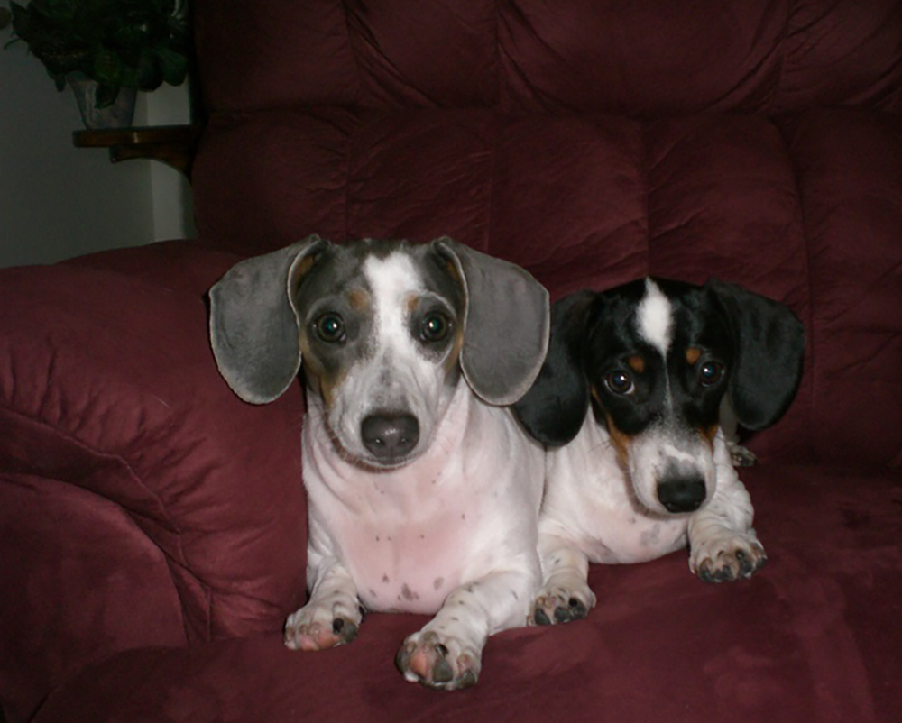Dachshunds Unlimited-Forever Home-8.png