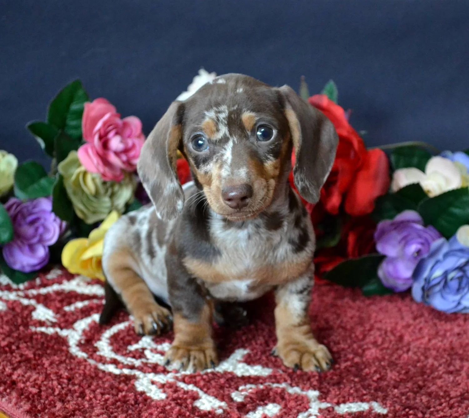 dachshund puppies akc