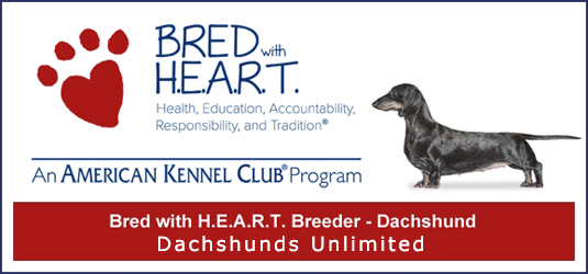 akc dachshund breeders