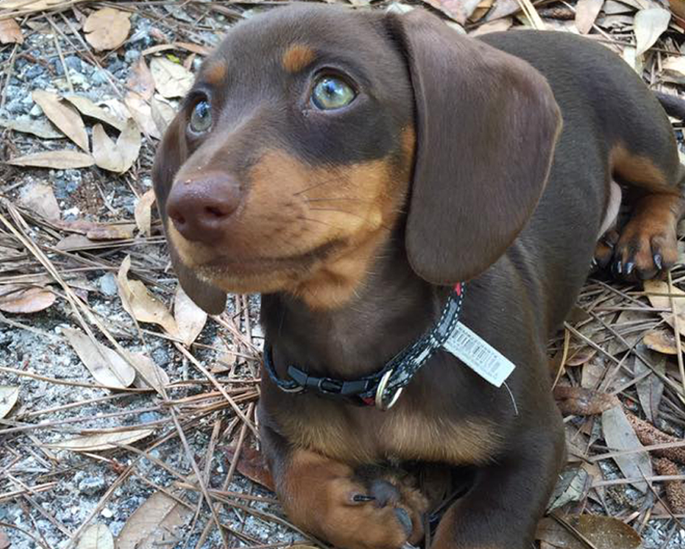 pure dachshund puppies for sale