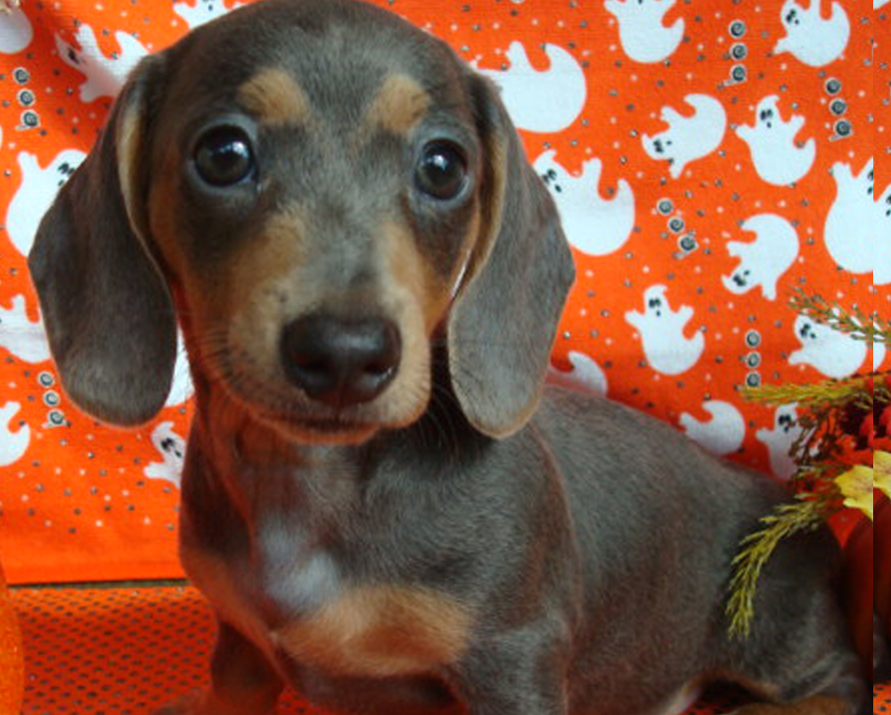 Dachshunds Unlimited