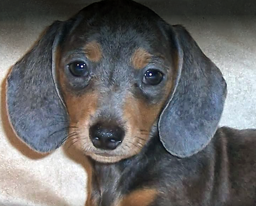 purebred dachshund puppies for sale
