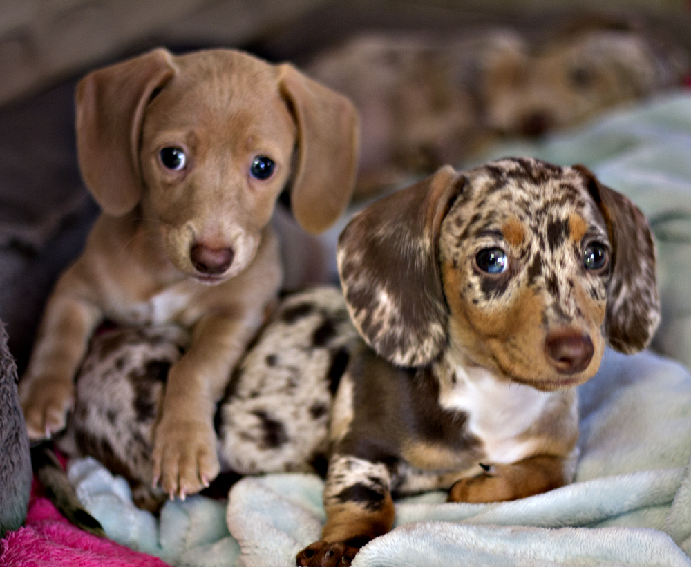 Dachshund Unlimited's AKC Briar Rose and her brother