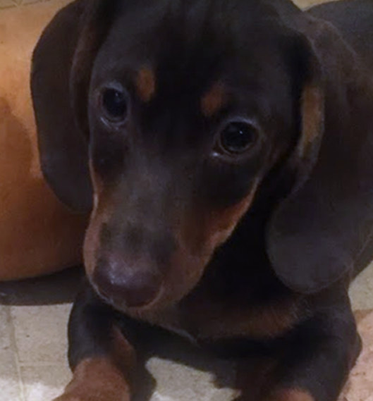 DU-Dachshund FAQs Puppy.png