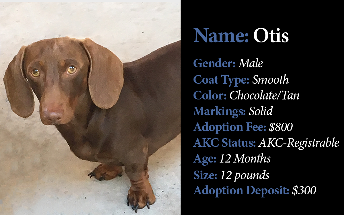 DU-Available Older Puppies-Otis.png