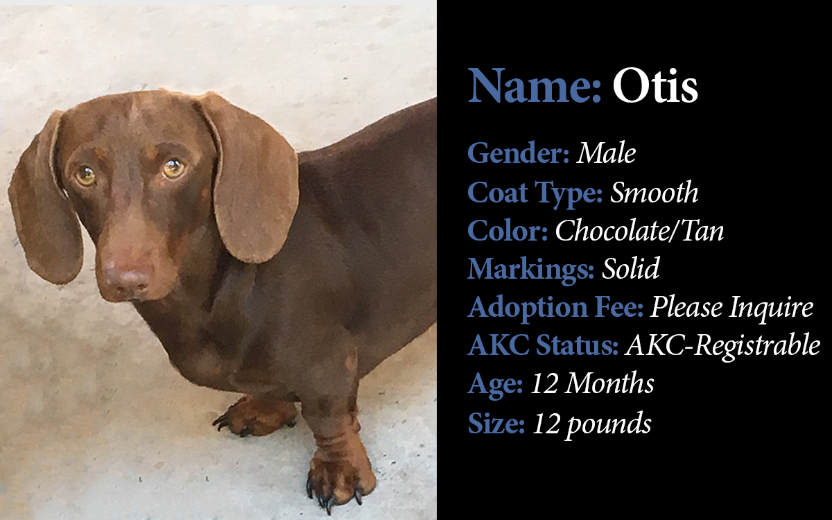 DU-Available Older Puppies-Otis.png