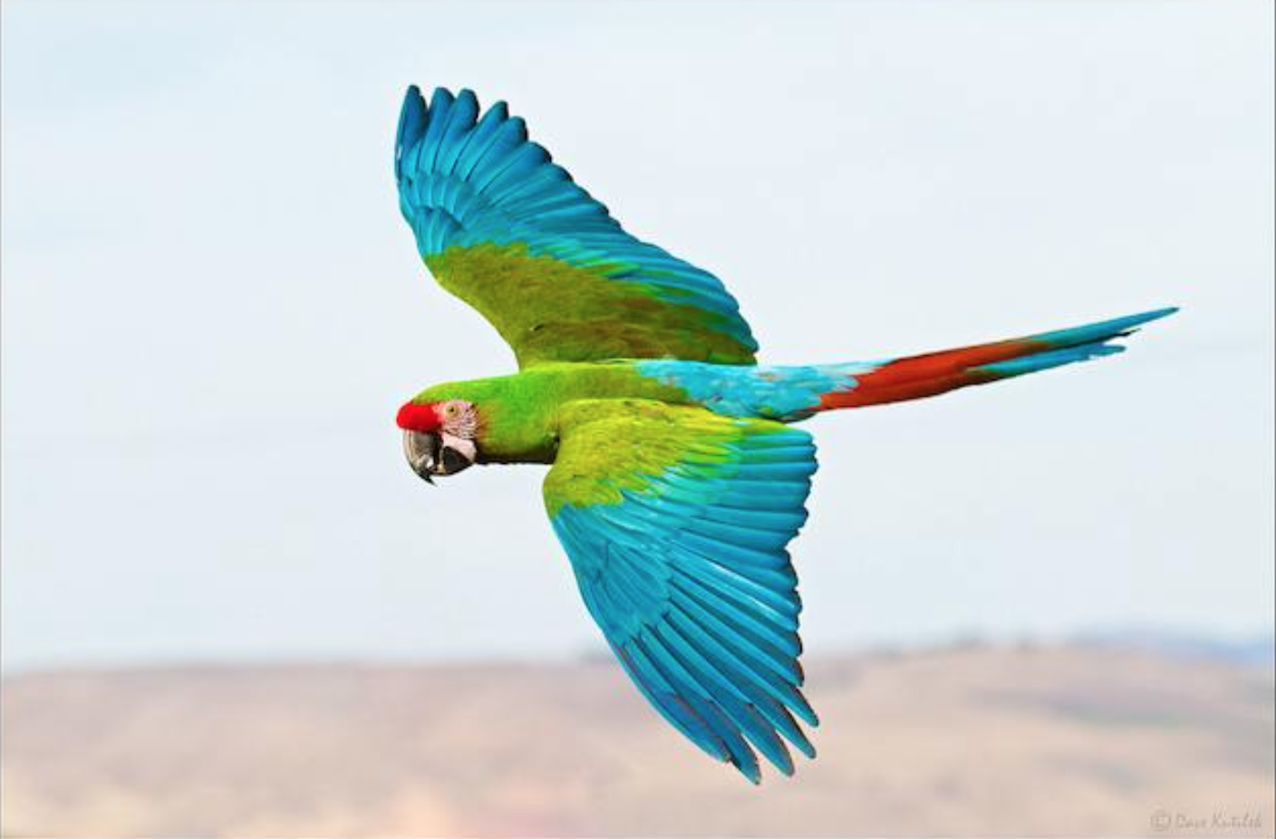 Green Military Macaw (Guacamaya) by Dave Kutilik