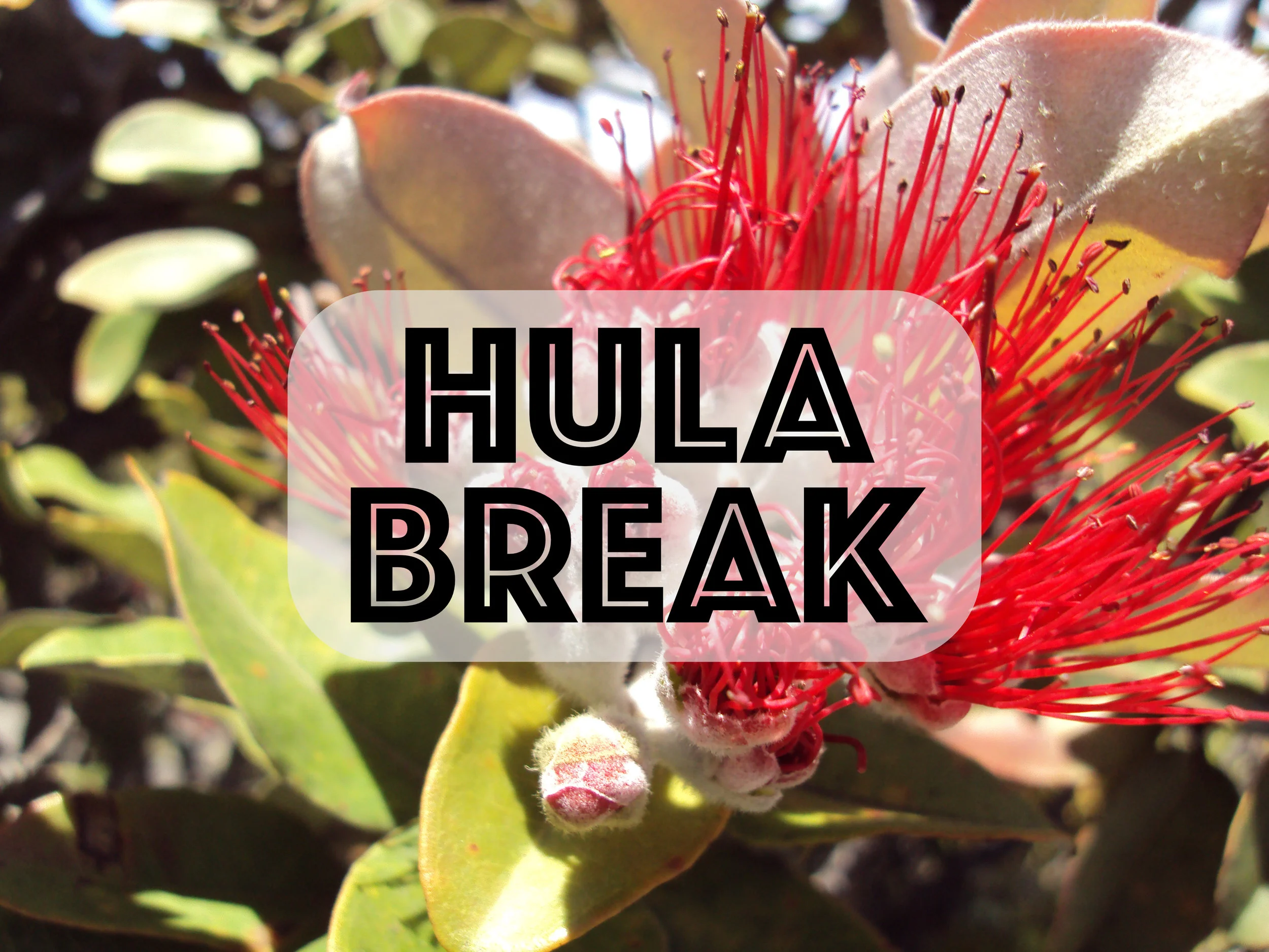 Hula Break