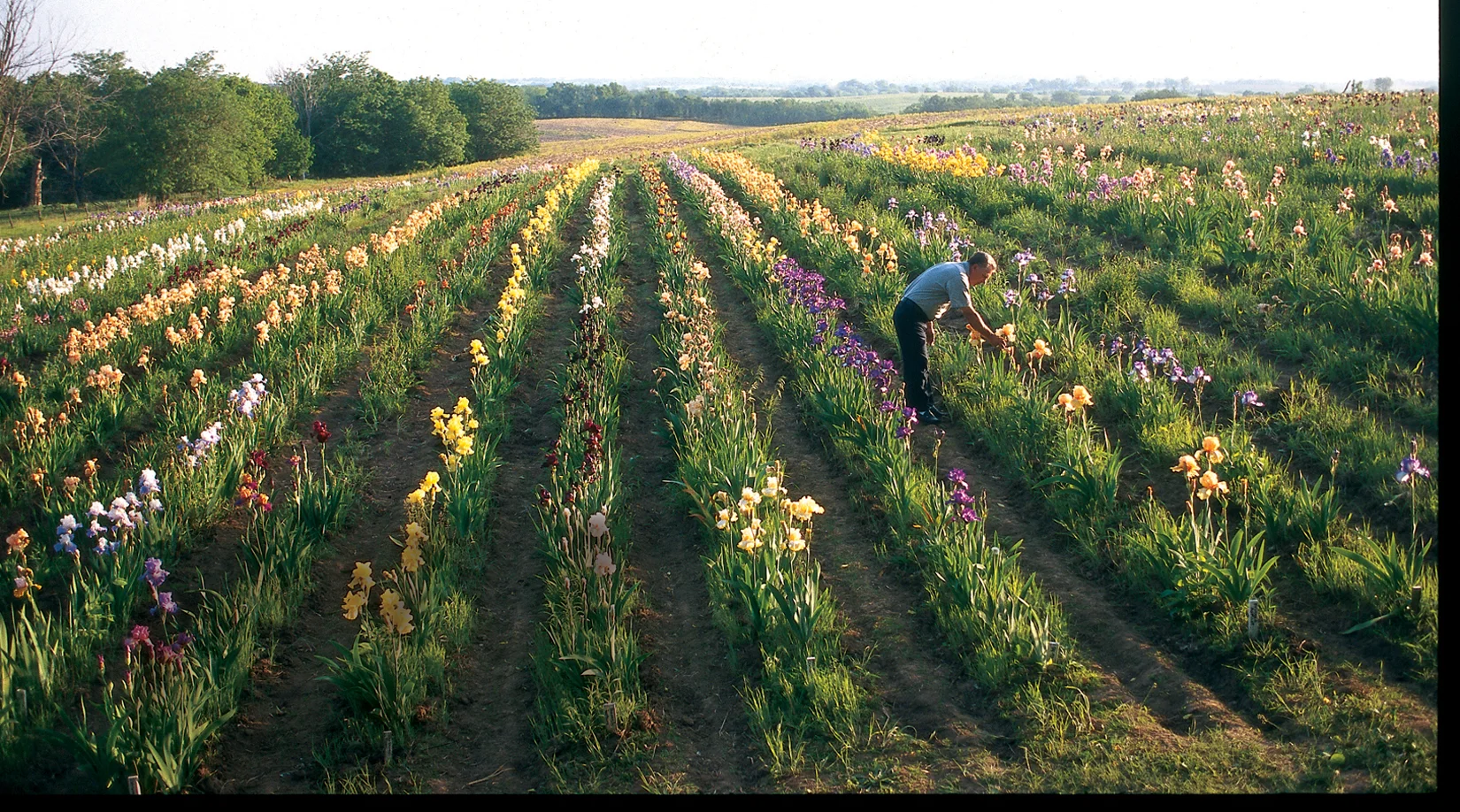 Iris Farm, Missouri
