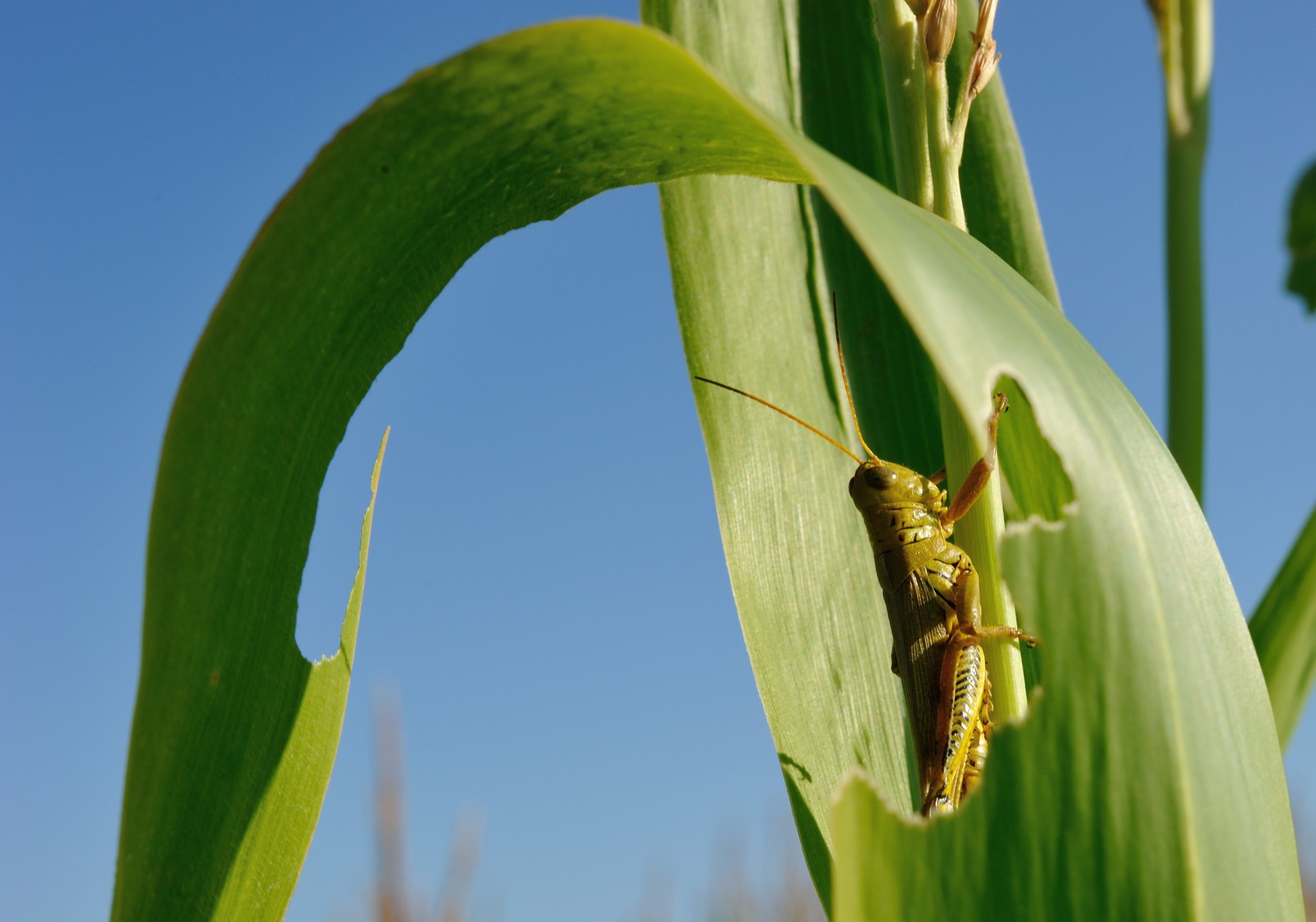 Grasshopper in Corn, Missouri