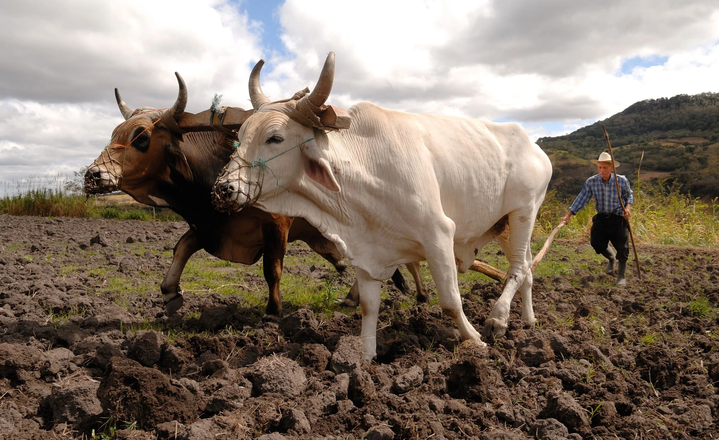 Plowing, Nicaragua