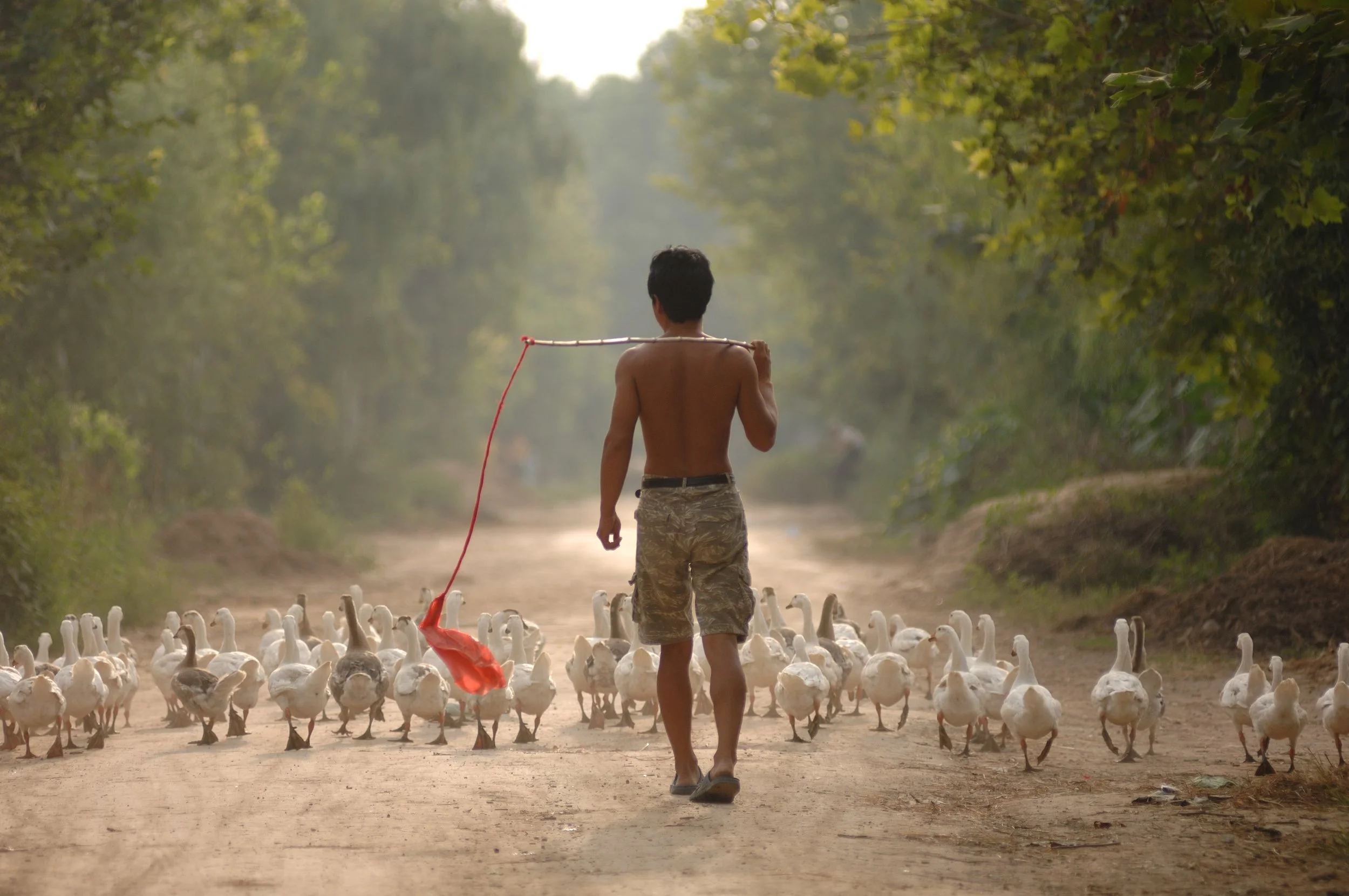 Duck Herder, Hebei Province, China