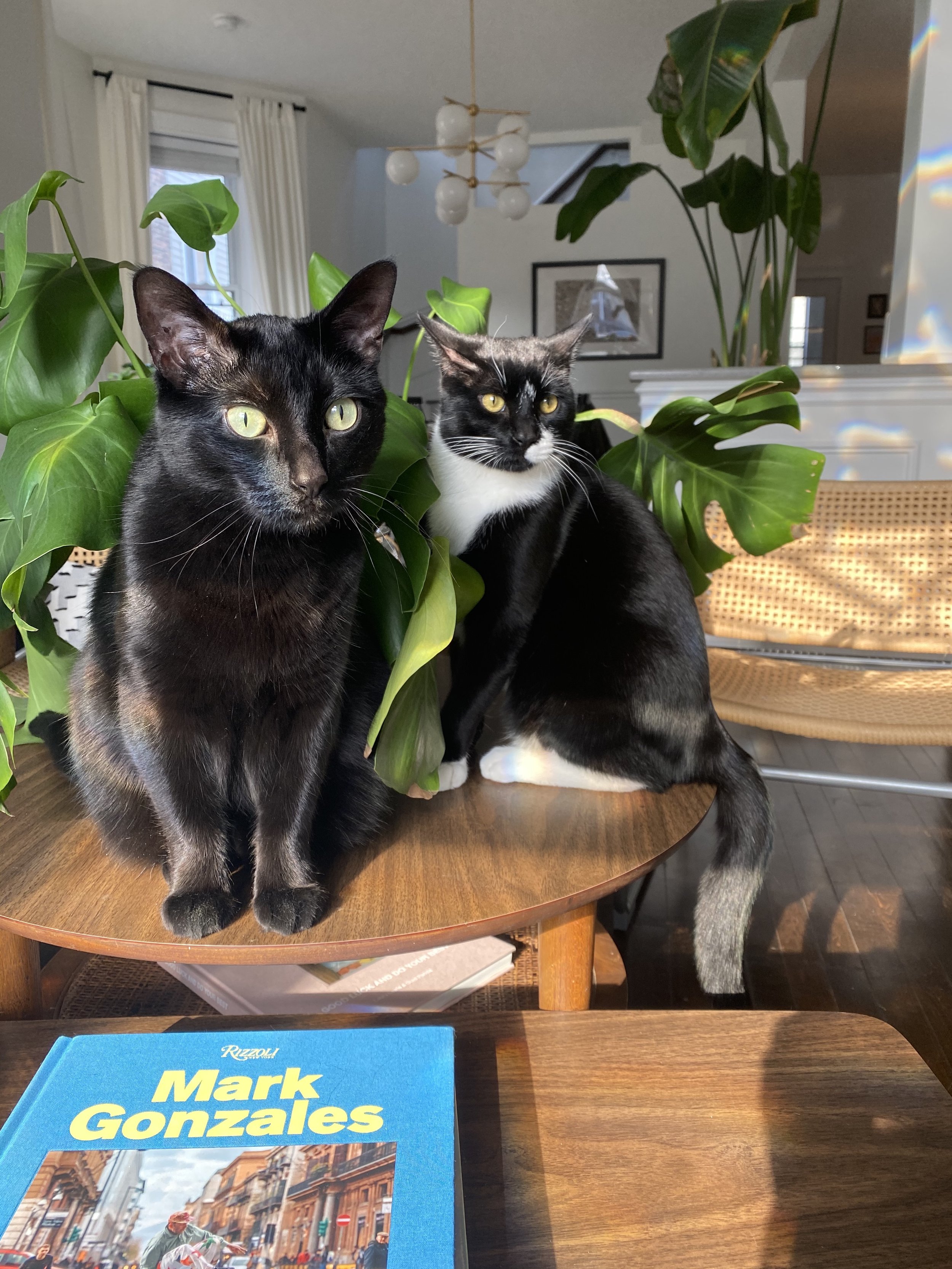  Can you believe we get to cohabitate with these creatures? Meet Marsellus and Brother. 