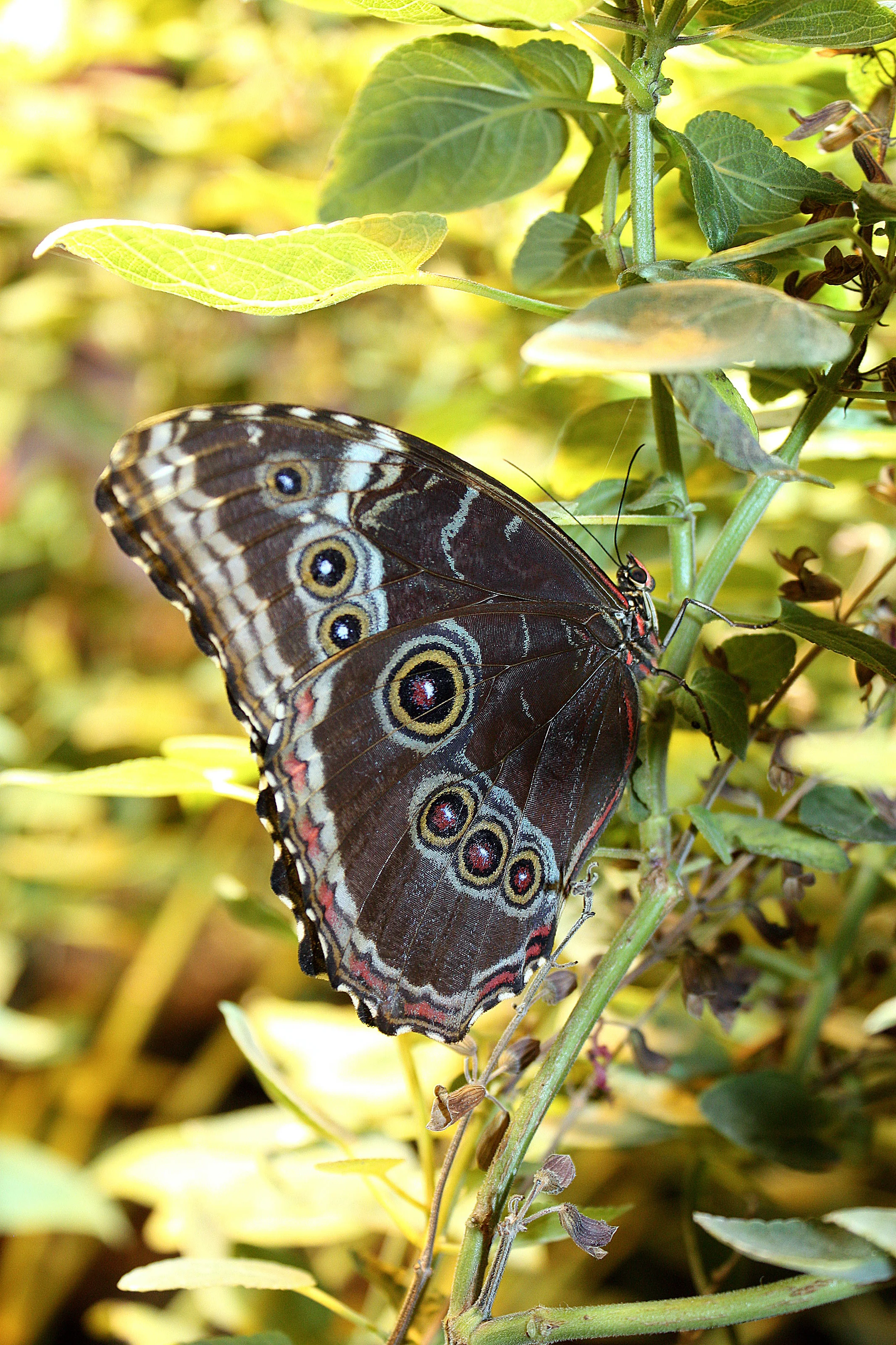 Some wisdom from a butterfly.