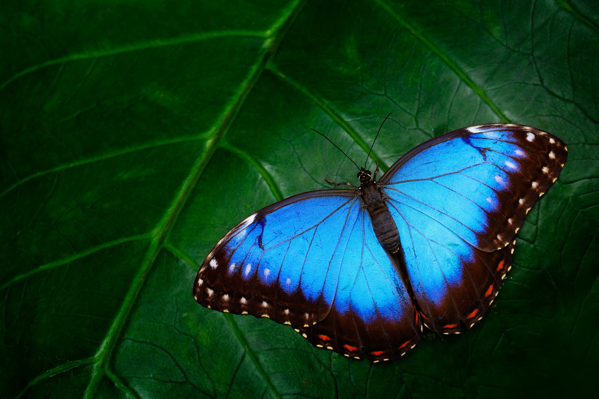 storyblocks-blue-morpho-morpho-peleides-big-butterfly-sitting-on-green-leaves-beautiful-insect-in-the-nature-habitat-wildlife-amazon-peru-south-america_BqayazXbf.jpg
