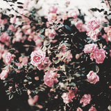 tumblr_mer5z7I5Or1ruwdw6o1_r1_250.png
