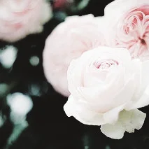 tumblr_mer5z7I5Or1ruwdw6o6_250.jpg