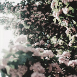tumblr_mer5z7I5Or1ruwdw6o9_250.jpg
