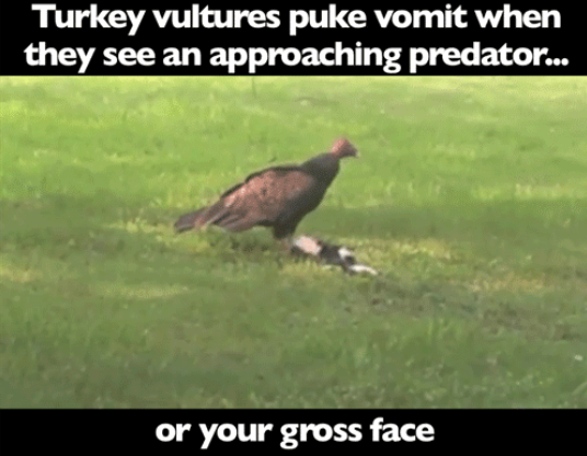 tumblr_nefy7cWT6R1qb5gkjo2_540.png