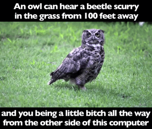tumblr_nefy7cWT6R1qb5gkjo5_540.png