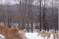 tumblr_n1icl69GJJ1rmpj5eo5_250.gif