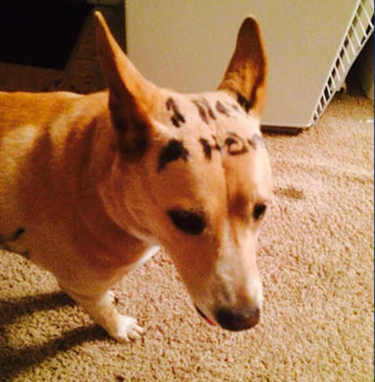 nbcnews:

&lsquo;Free&rsquo; and 'I need a home&rsquo; written on abandoned dog
(Photo via NBC Bay Area)
An abandoned dog was found with the words “free” and “I need a home” written on it in permanent marker in a California community.
Continue readi…