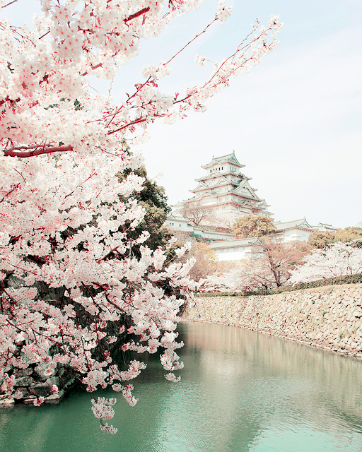 milkpeu:

Castle Mote Sakura, Himeji (by Ippei &amp; Janine Naoi)


06.17.2014

At Starbucks right now per usual because there’s traffic on the way home and I love spending quiet thinking time in coffee shops. Japan has obviously been a lot on my mi…