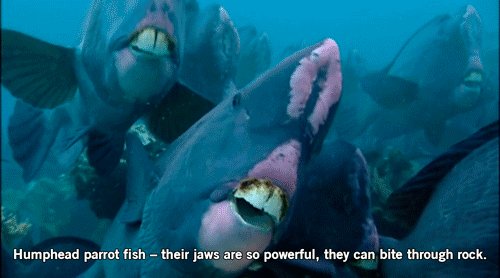 beautiful-sociopath-siren:

gingersmind:

bsheaffer:

higgsbr0son:

caughtinthelens:




im done

BYE

game over

everyone can go home, this wins everything

THIS IS SO AMAZING


NIGEL THORNBERRY HAHAH