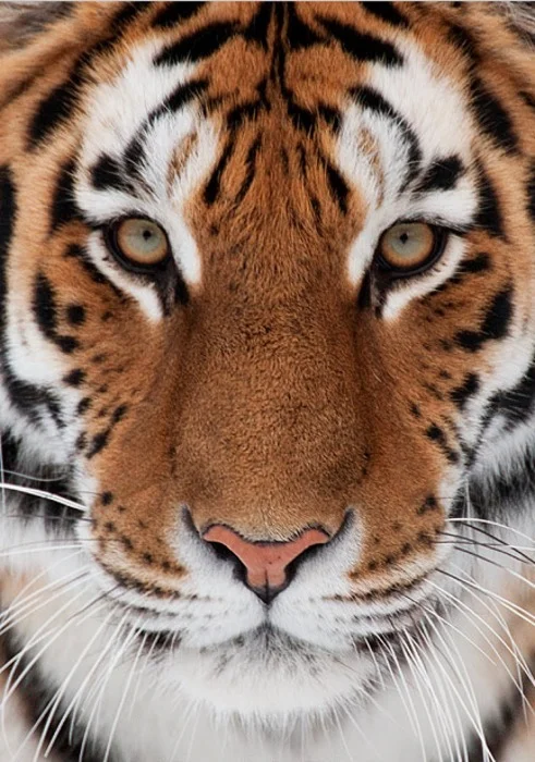 Meow.