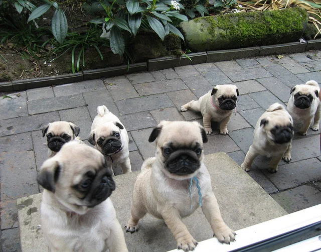 PUG LYFE.