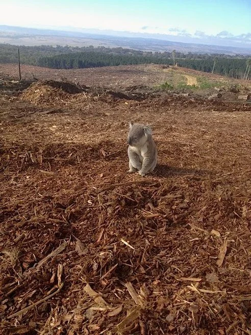 the-absolute-best-posts:

oroblancos:
bugwork:
“It is common for koalas to roam back to their home range afterwards and become confused to find nothing there. A worker noticed a koala had been sitting stationary in broad daylight on top of wood pile…